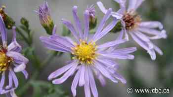 Free native plant giveaway encourages healthy, helpful gardens
