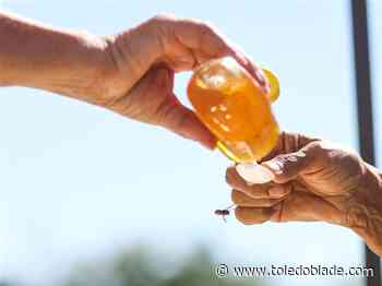 Oregon Honey Fest creates a buzz with bees, food, fun