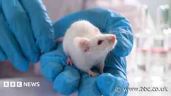 Part-human part-mouse brain developed in science breakthrough