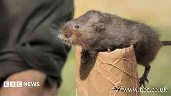 Endangered water voles introduced to reserve