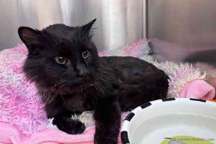 Injured cat back with family following Summerland wildfire