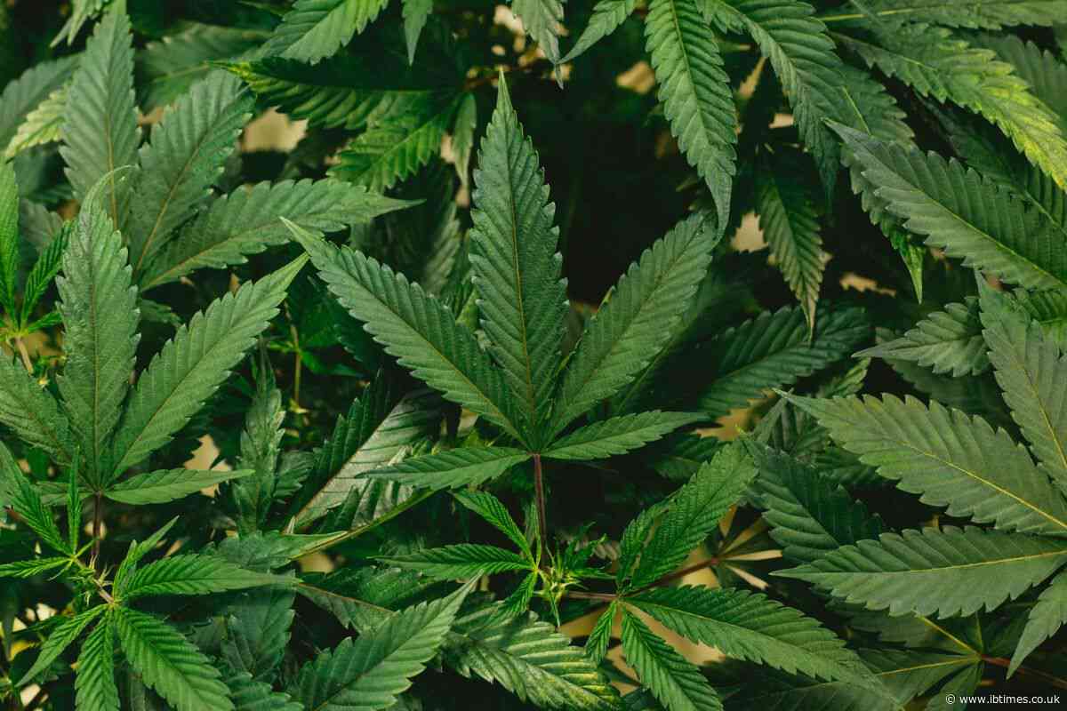 Siskiyou Sheriff Warns of Alleged Chinese-Linked Cannabis Network Amid Violence, Water Theft and $2bn Trade Claims