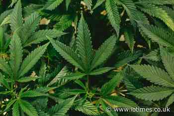 Siskiyou Sheriff Warns of Alleged Chinese-Linked Cannabis Network Amid Violence, Water Theft and $2bn Trade Claims