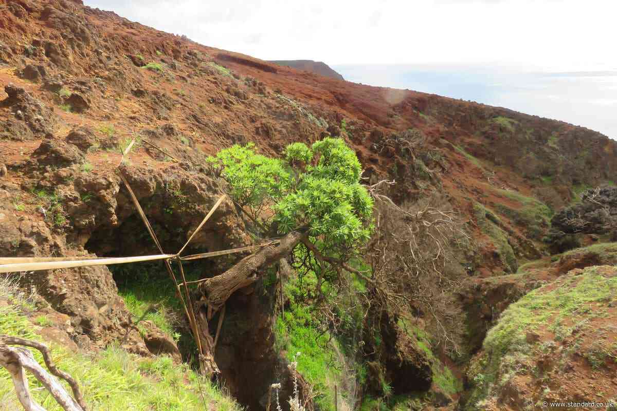 Offspring from one of the world’s rarest trees finds new home in Scotland