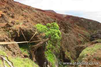 Offspring from one of the world’s rarest trees finds new home in Scotland
