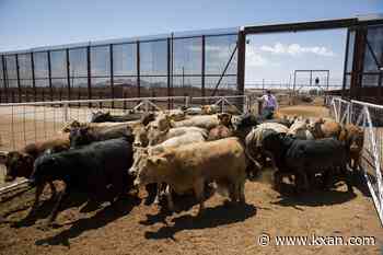 Agriculture secretary to announce reopening of Santa Teresa cattle crossing