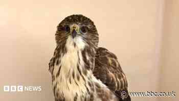Wildlife rescue charity sees bird of prey influx