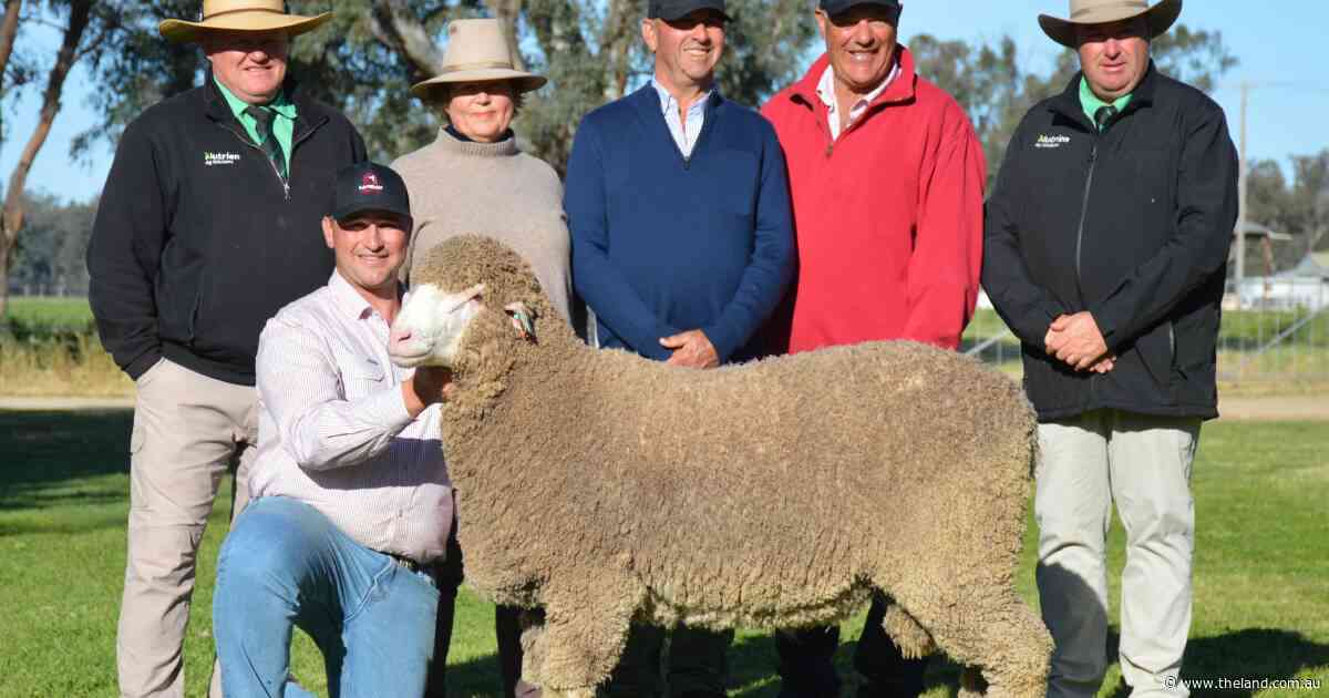 'Huge, long ram' with profit-driving fleece lifts Lachlan Merino results