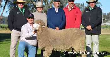 'Huge, long ram' with profit-driving fleece lifts Lachlan Merino results