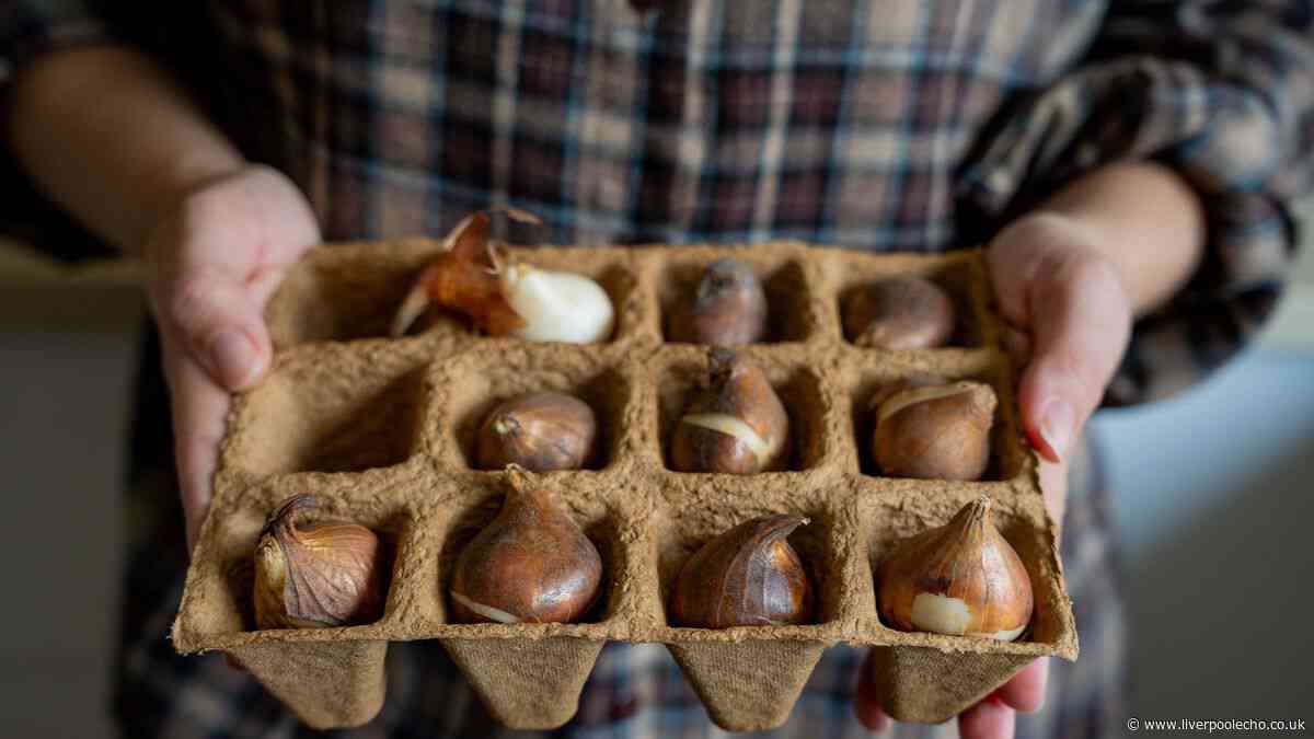 Gardeners urged to plant 1 spring bulb this weekend for a blooming spring garden