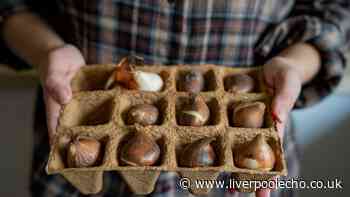 Gardeners urged to plant 1 spring bulb this weekend for a blooming spring garden
