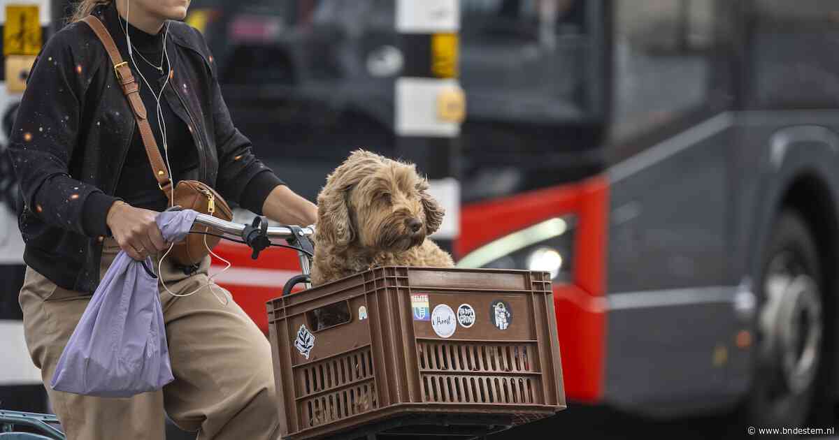 Zorgen om veiligheid op fiets door gebruik oordopjes: ‘We overschatten onszelf vaak’
