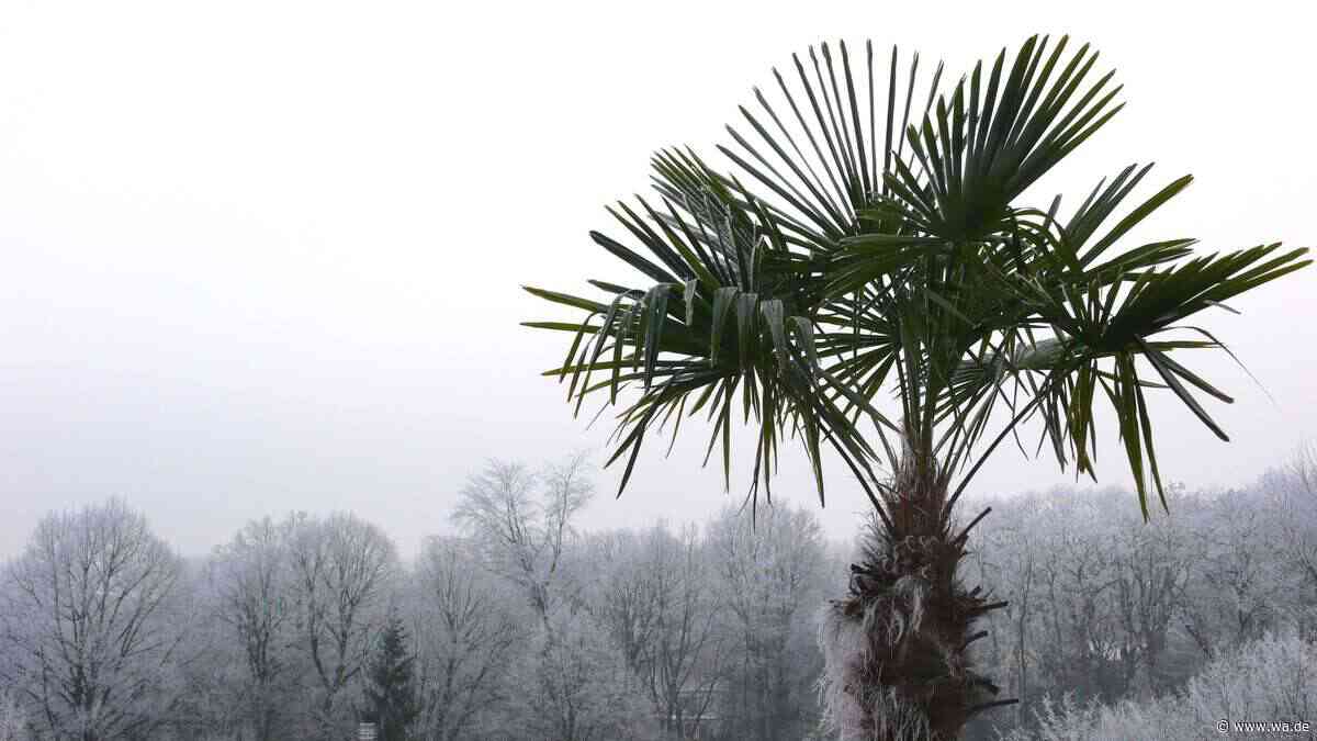 Von Olivenbaum bis Feige: 10 Kübelpflanzen, die den Frost draußen überstehen