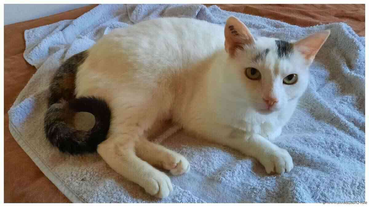 Fluchtversuch kostet Halfing Tausende: Drama um Mucki – wieso die Katze 10.000 Euro verursachte