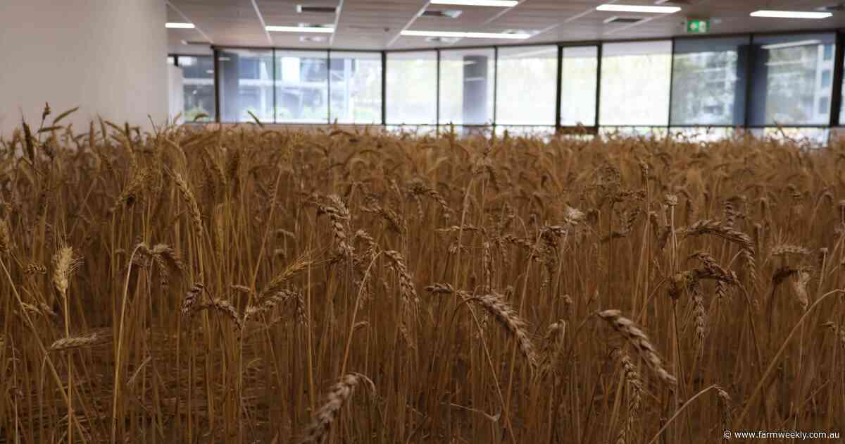 Tillers on the terrace: empty office transformed into sunburnt landscape
