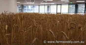 Tillers on the terrace: empty office transformed into sunburnt landscape