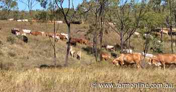 Offers sought on quality cattle country for 2460 breeders plus followers