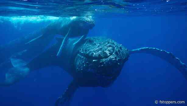 A Rescue Boat Filmed a Humpback Mother Standing Vigil Over Her Stillborn Calf