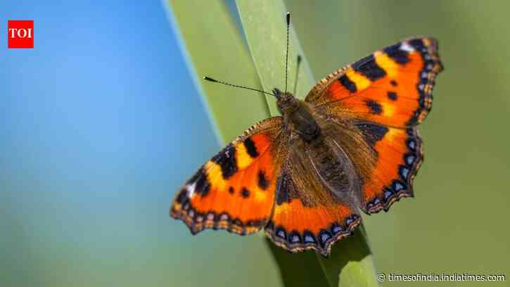Britain’s butterfly boom comes with a warning for next year