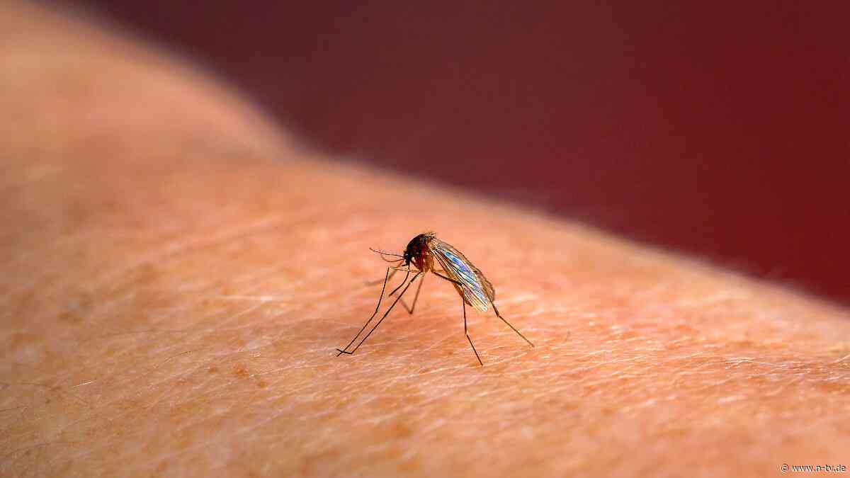 Importierte Infektionskrankheit: Mückenschutz soll Malaria-Fälle in Frankfurt eindämmen