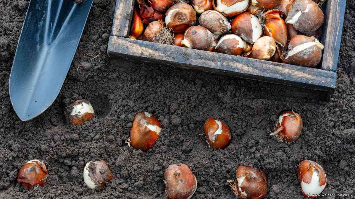 Gardeners urged to plant 1 flower this weekend for a colourful spring garden