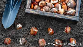Gardeners urged to plant 1 flower this weekend for a colourful spring garden