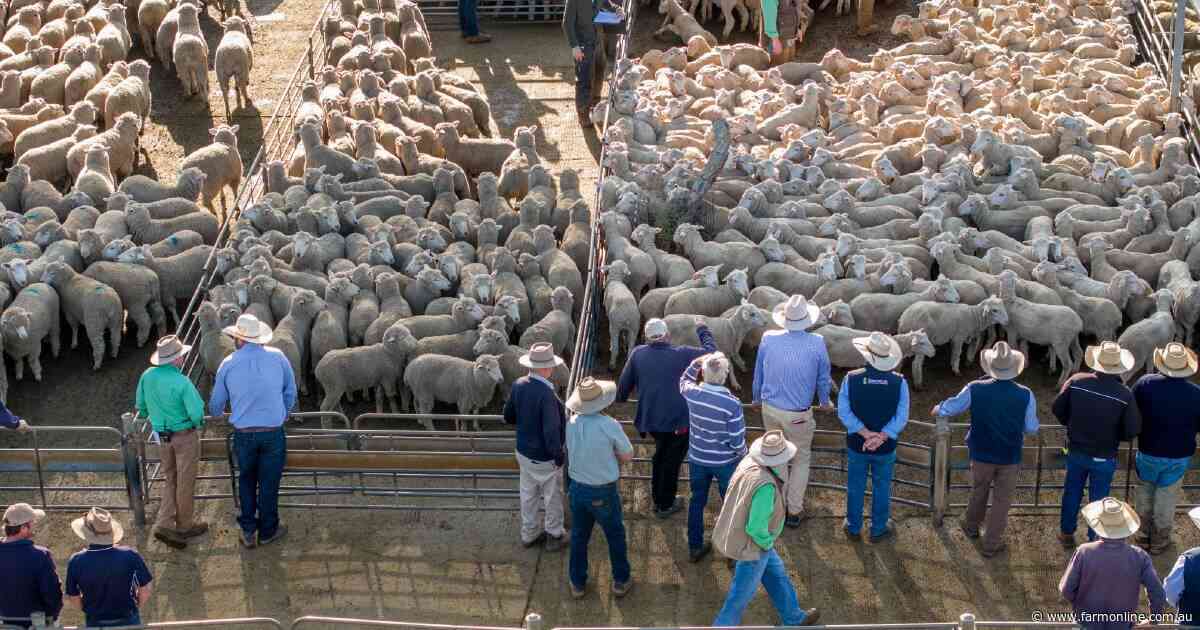 Why a surge in NSW sheep and lamb numbers hasn't loosened the national market
