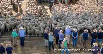 Why a surge in NSW sheep and lamb numbers hasn't loosened the national market