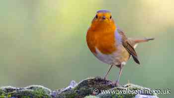 One item kept outside will bring robins to your garden as it gets colder