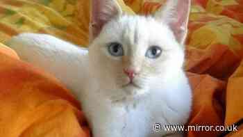 New law October key deadline for all cat owners in UK