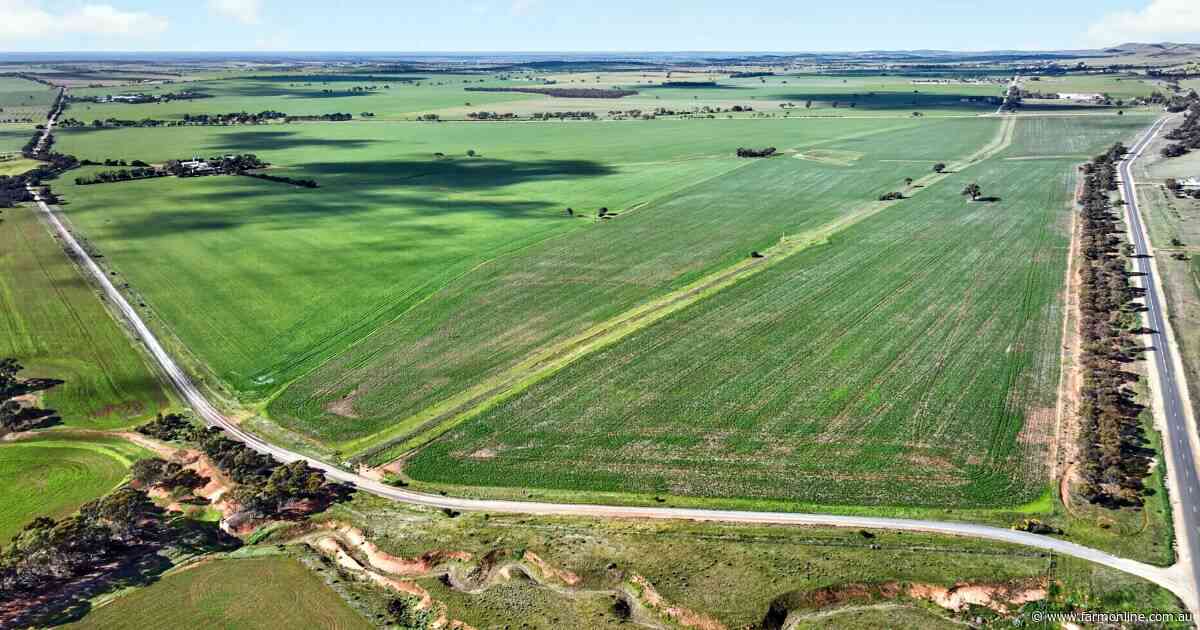 A 143ha Mid North farm block in SA attracts spirited bidding