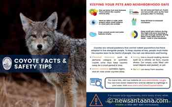Coyote sightings surge in Central OC: police issue safety warning