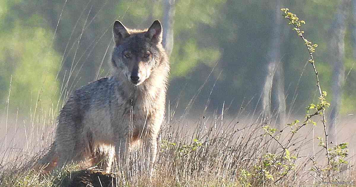 Mogelijke wolvenroedel uit Vlaanderen jaagt West-Brabant aan tot brandbrief: bescherm dieren nu