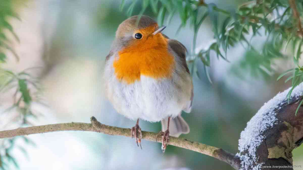 Entice robins to visit your garden by leaving one thing out for them