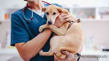 Warning to dog owners after 337 cases of deadly illness in UK