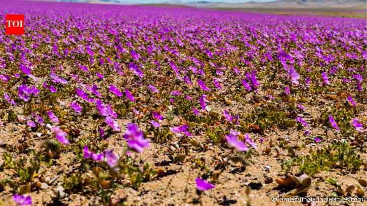 Rare Desert Bloom In Atacama: flowers carpet the world’s driest desert; EL Niño rains trigger spectacle