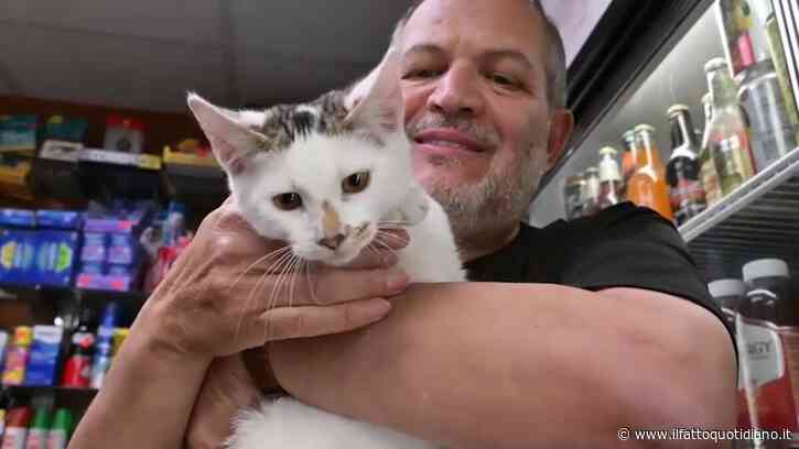 “Mi ha visto e mi è saltato addosso! Sa che sono il suo padrone. Sono suo padre”: la gioia dell’uomo che a Brooklyn ha ritrovato il gattino che gli era stato rubato
