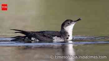 In 2013, St Agnes and Gugh began rat eradication; 12 yrs later, Manx shearwater sites hit record 225