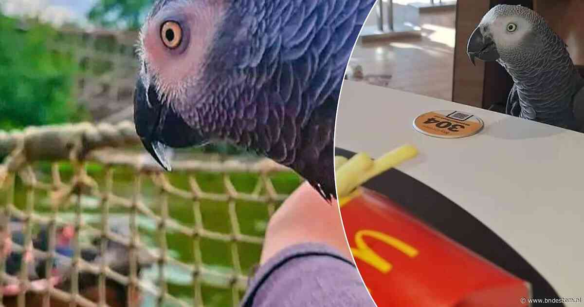 Woede op TikTok na beelden van papegaai Jimmy in de Efteling: mag een vogel zomaar mee als hulpdier?