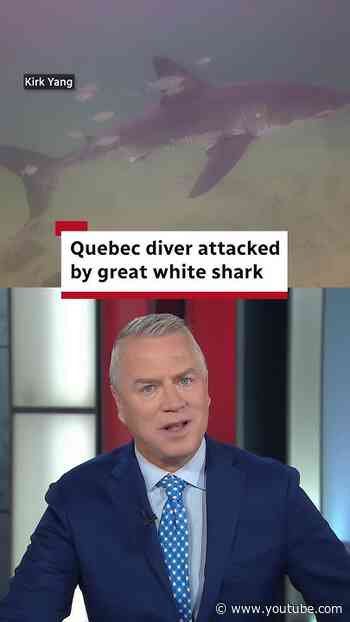 Quebec diver attacked by great white shark