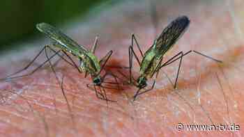 Übertragung durch Mücken: Wie häufig ist Flughafen-Malaria in Deutschland?