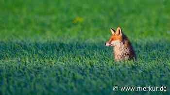 Jugendliche quälen Fuchs in Rom: Mutiger Passant greift ein – Tier schwebt in Gefahr