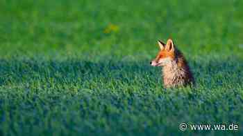Jugendliche quälen Fuchs in Rom: Mutiger Passant greift ein – Tier schwebt in Gefahr