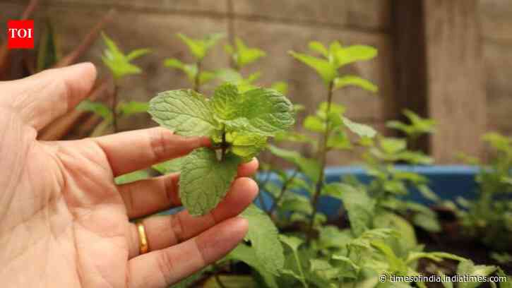 How to grow pudina at home in just one pot: Easy steps to grow fresh mint leaves from cuttings