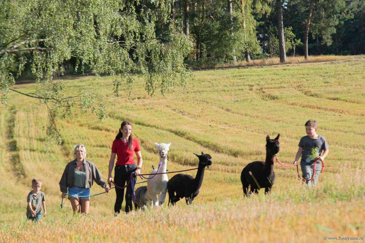 Adorfs Goldenes Wanderjubiläum: Alpakas mit dabei