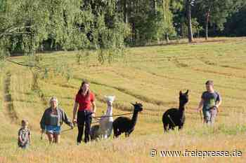 Adorfs Goldenes Wanderjubiläum: Alpakas mit dabei