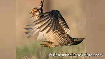 Colorado buys 2,100-acre ranch to help save lesser prairie-chickens from decline