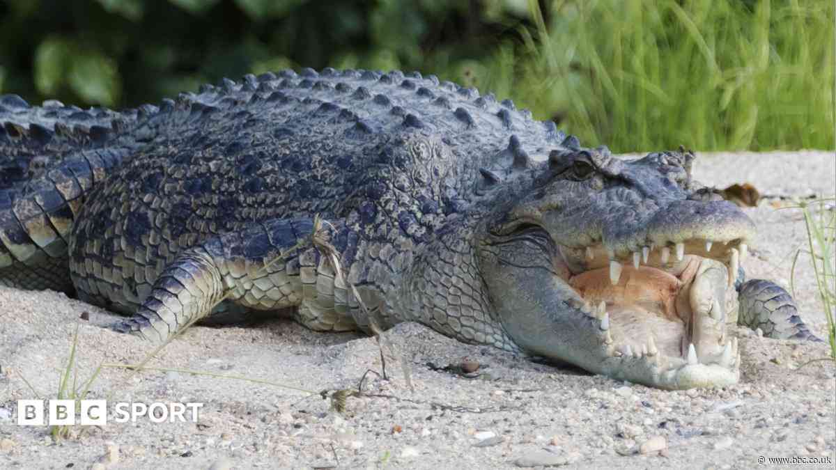 River home to 500 crocodiles chosen as Olympic rowing venue