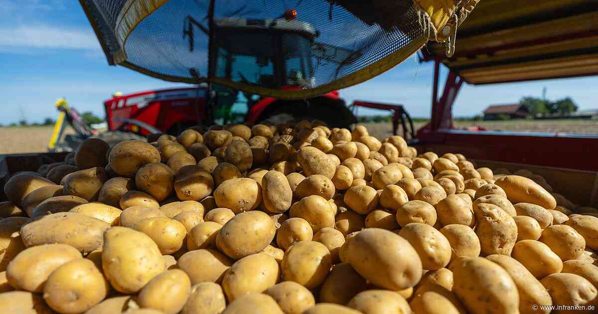 Analyse: Kartoffelernte bricht durch Hitze und Dürre ein