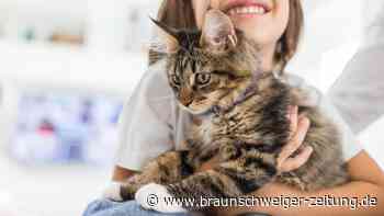 Psychische Probleme: Katzen könnten schlechten Einfluss auf Kinder haben